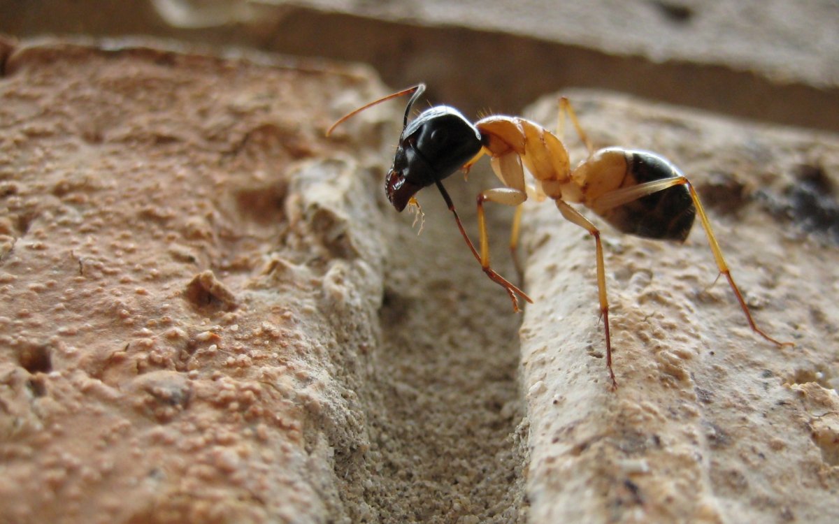 Camponotus Selene