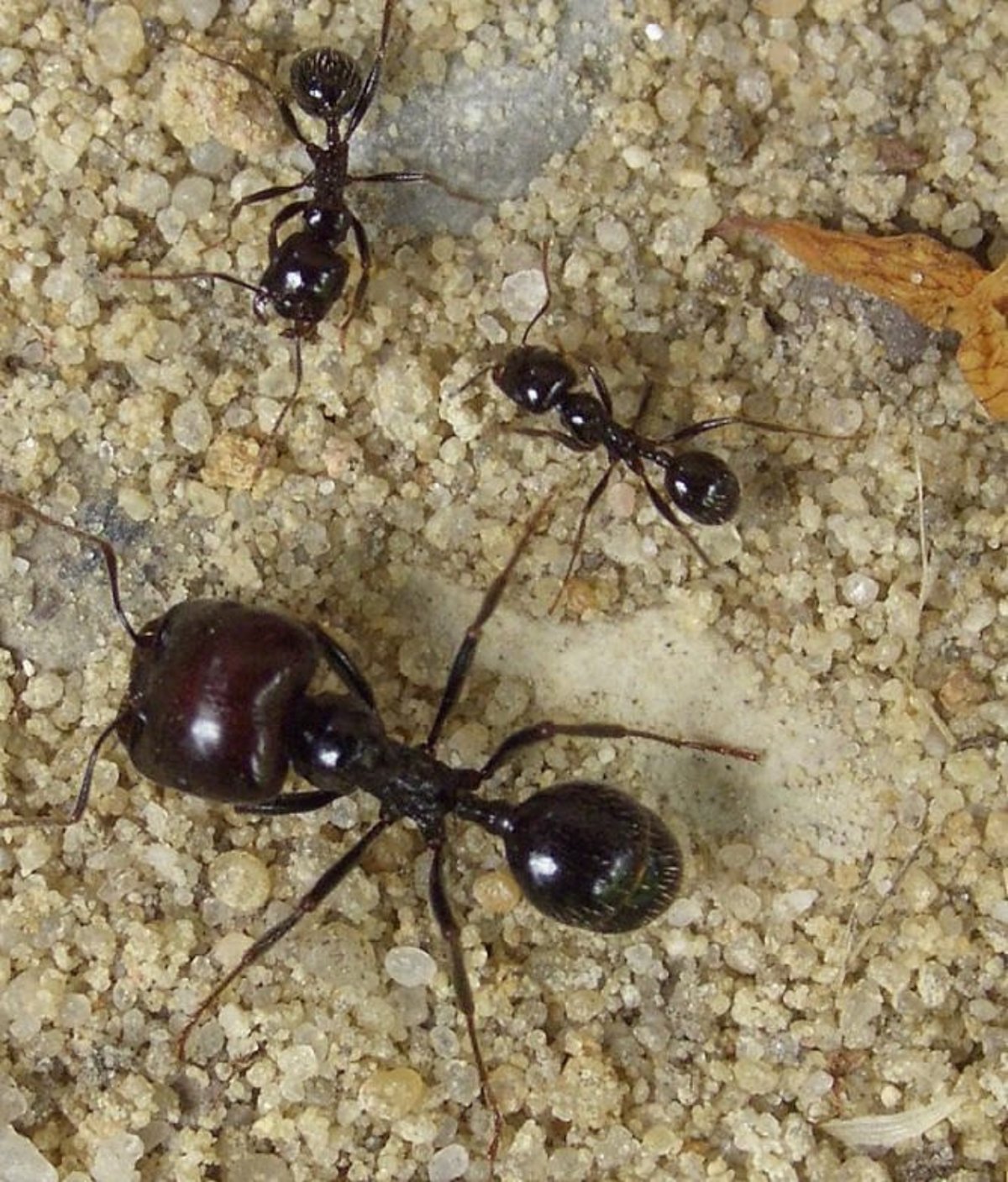 Messor barbarus солдат