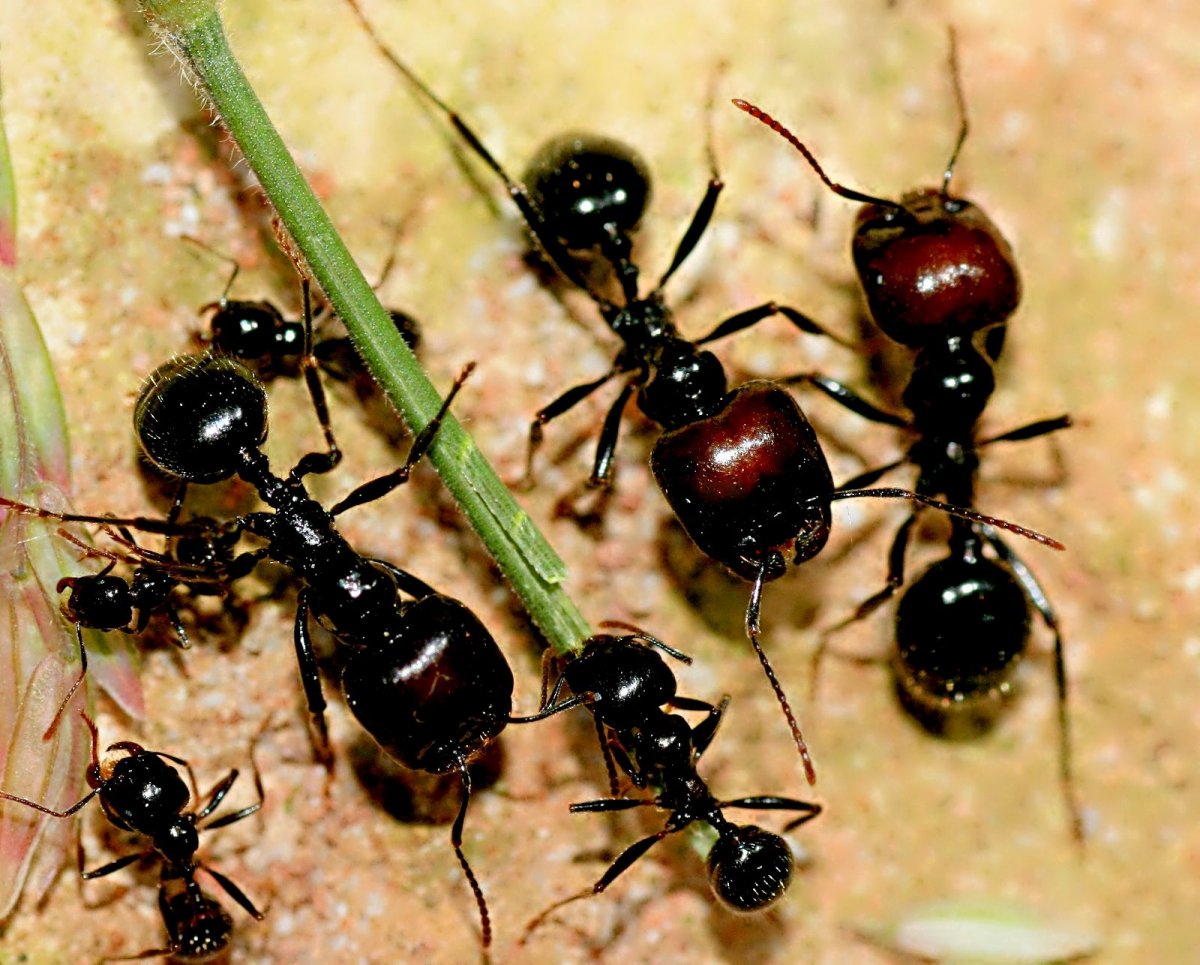 Красноголовый муравей Жнец