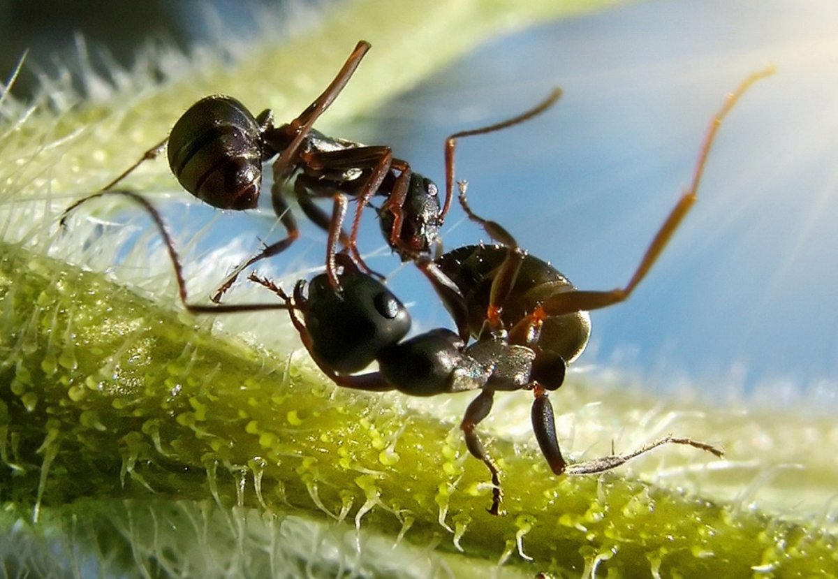 Андрей Павлов фотографии муравьев