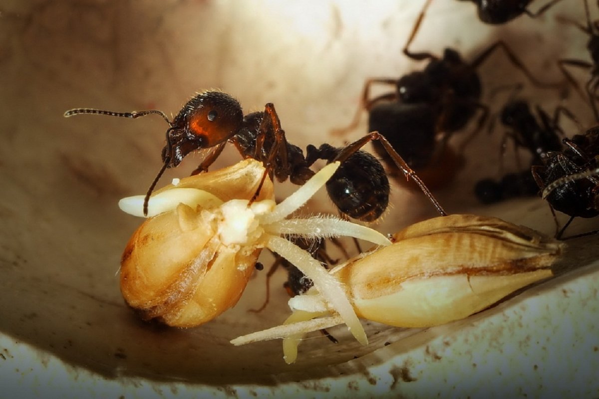 Мессор структор