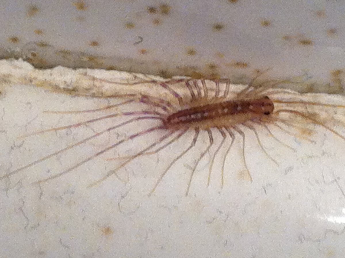 Белый таракан