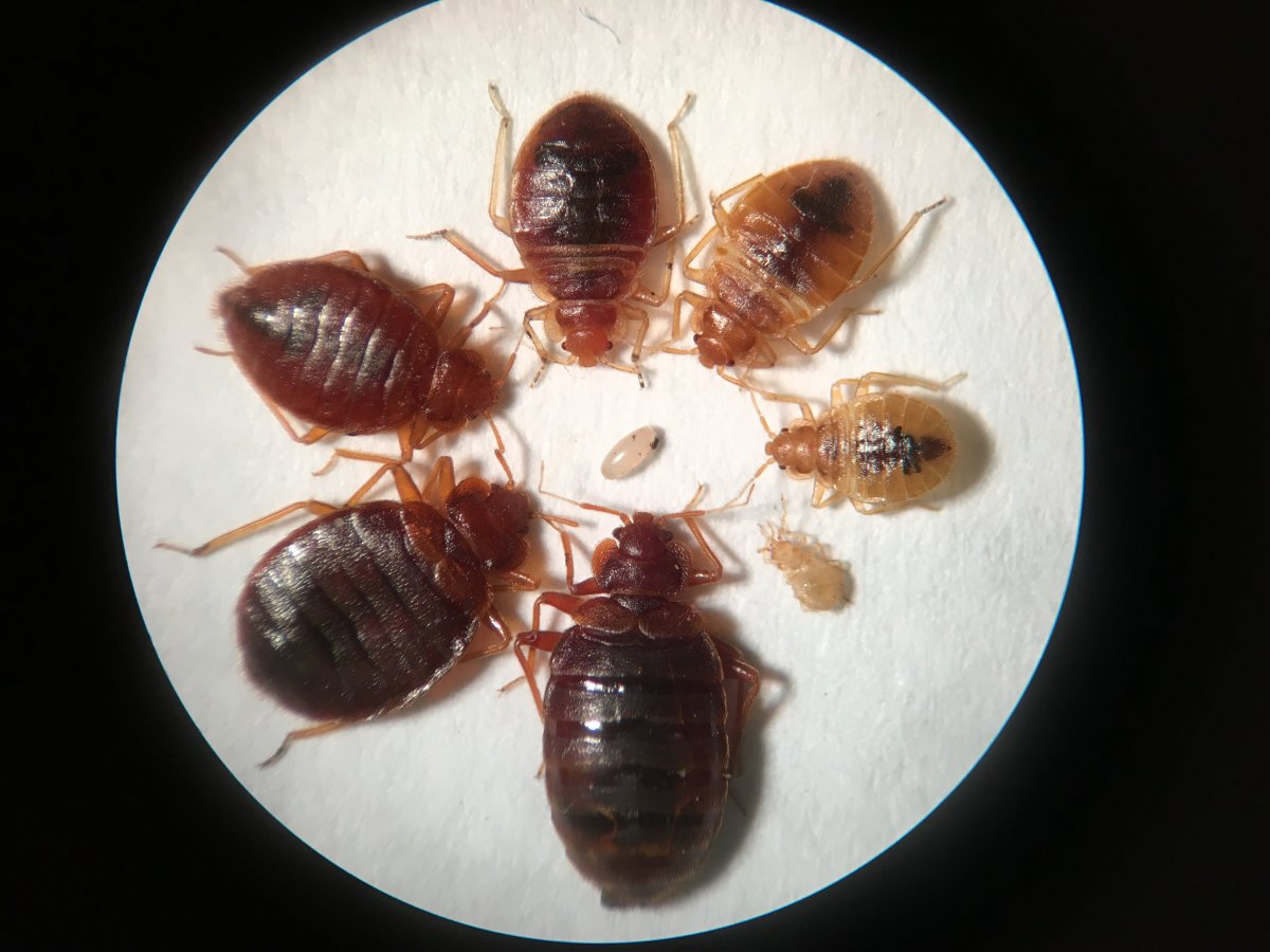 Блохи кровососущие насекомые