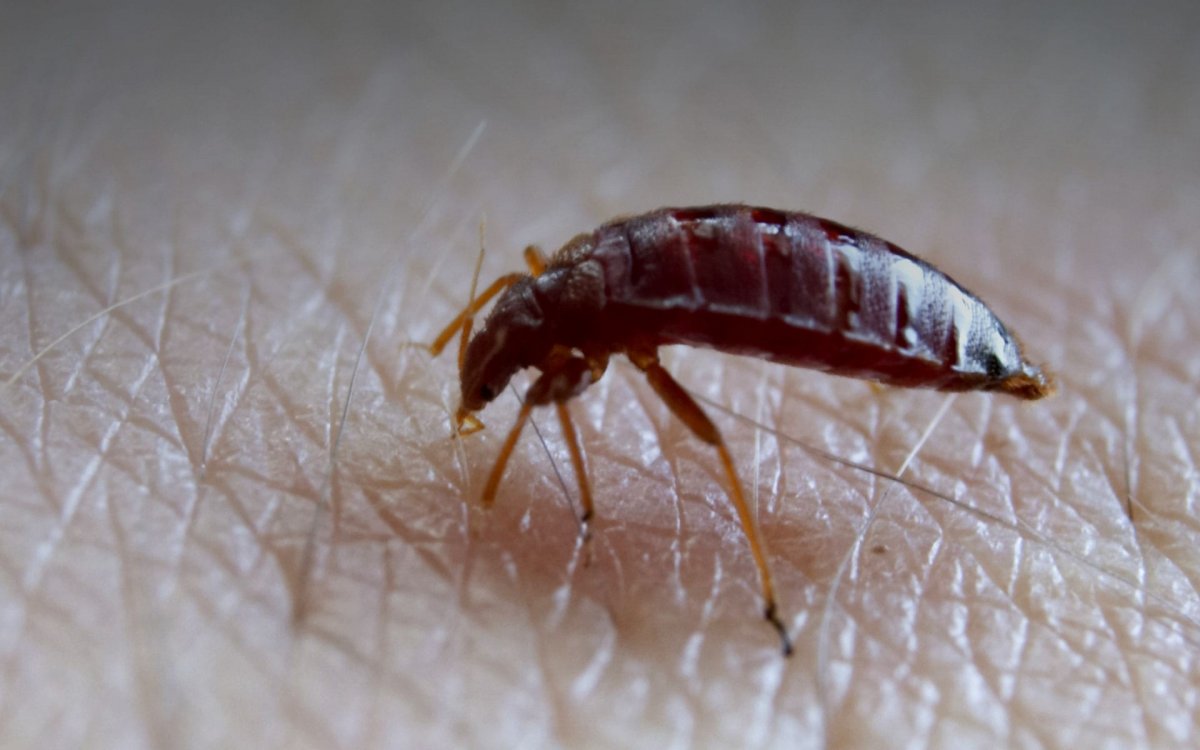 Постельный клоп без крови