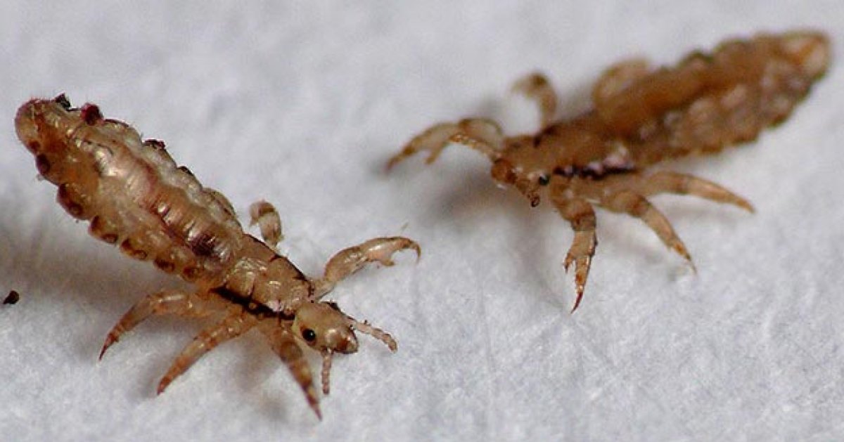 Постельный клоп напившийся крови