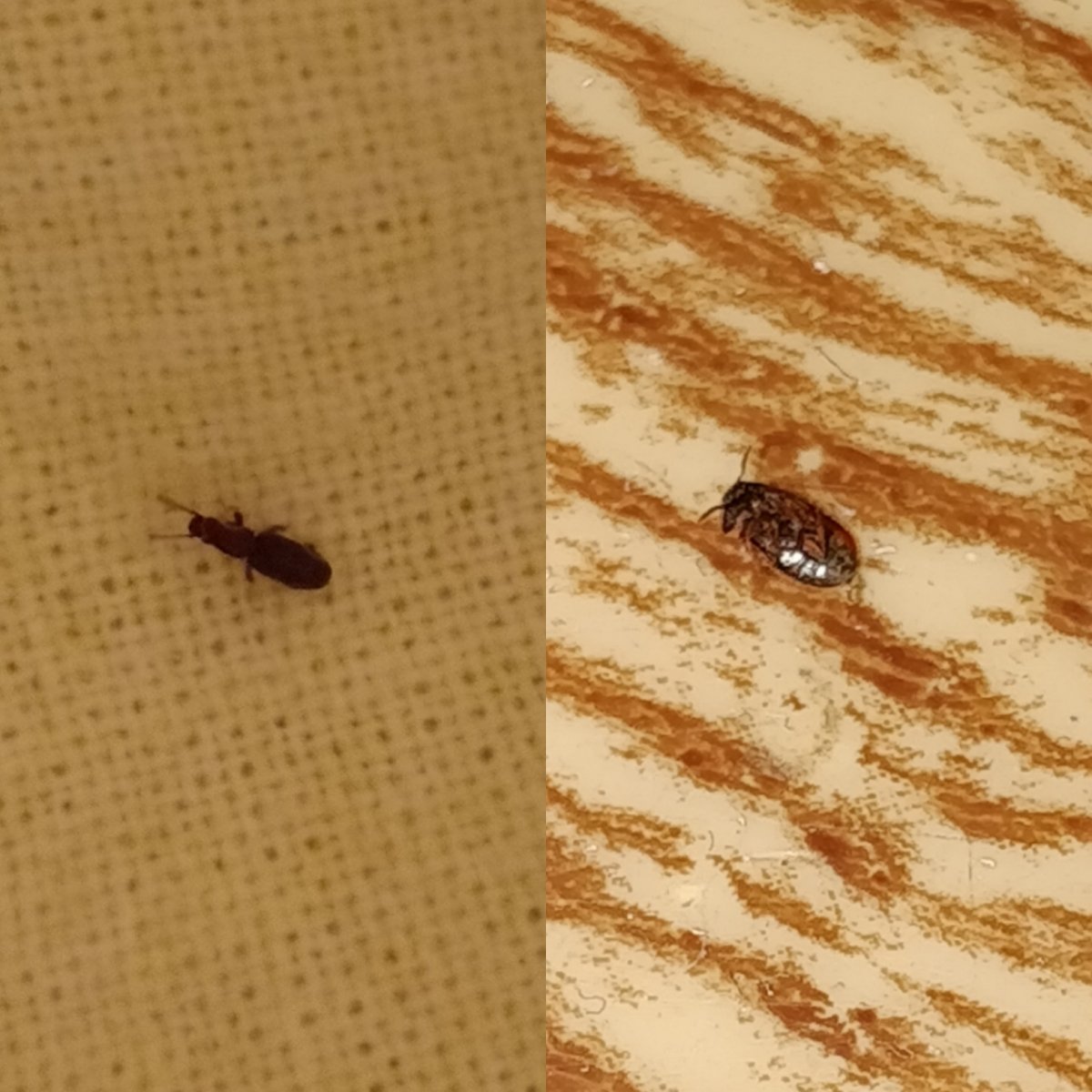 Клоп клопы тараканы СПБ