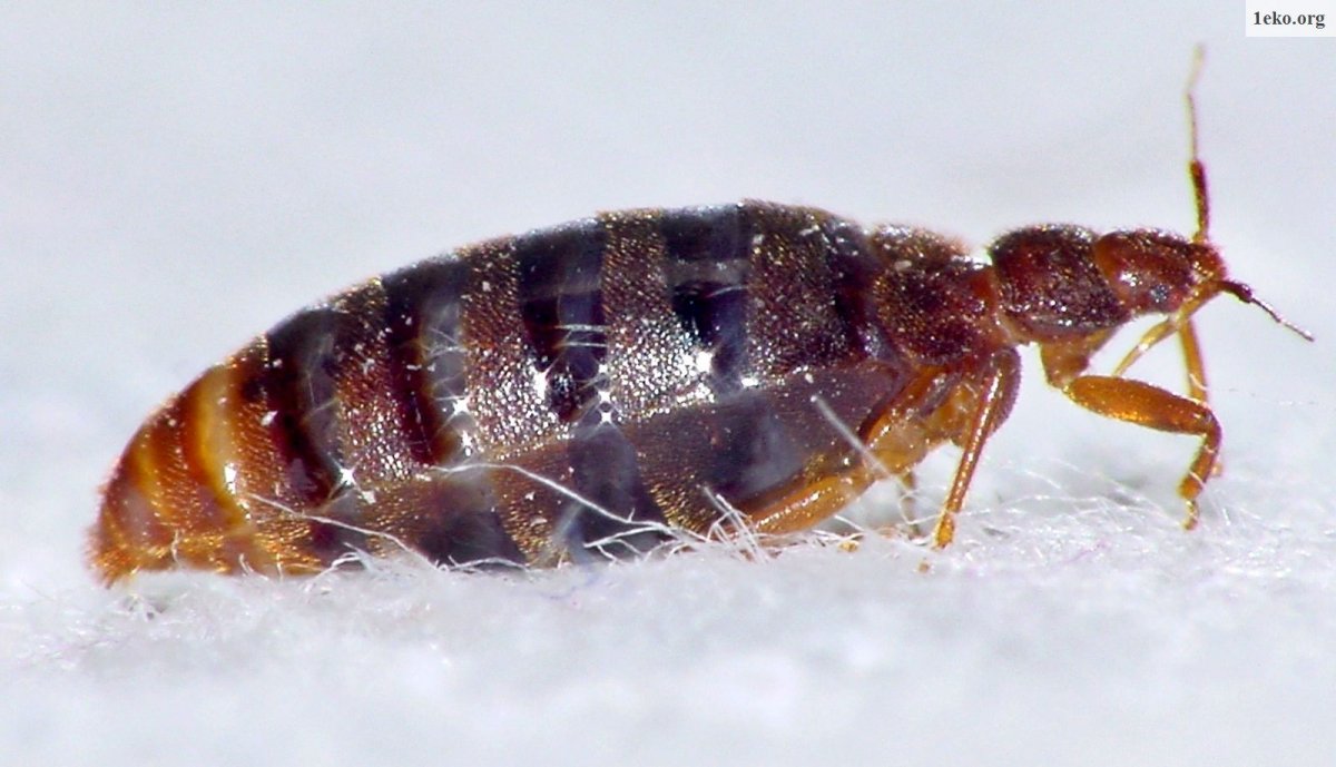 Жук клоп квартирный