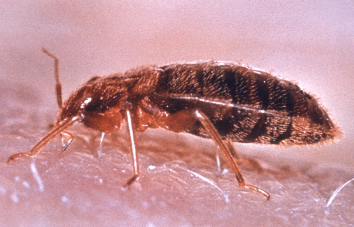 Насекомые паразиты в квартире