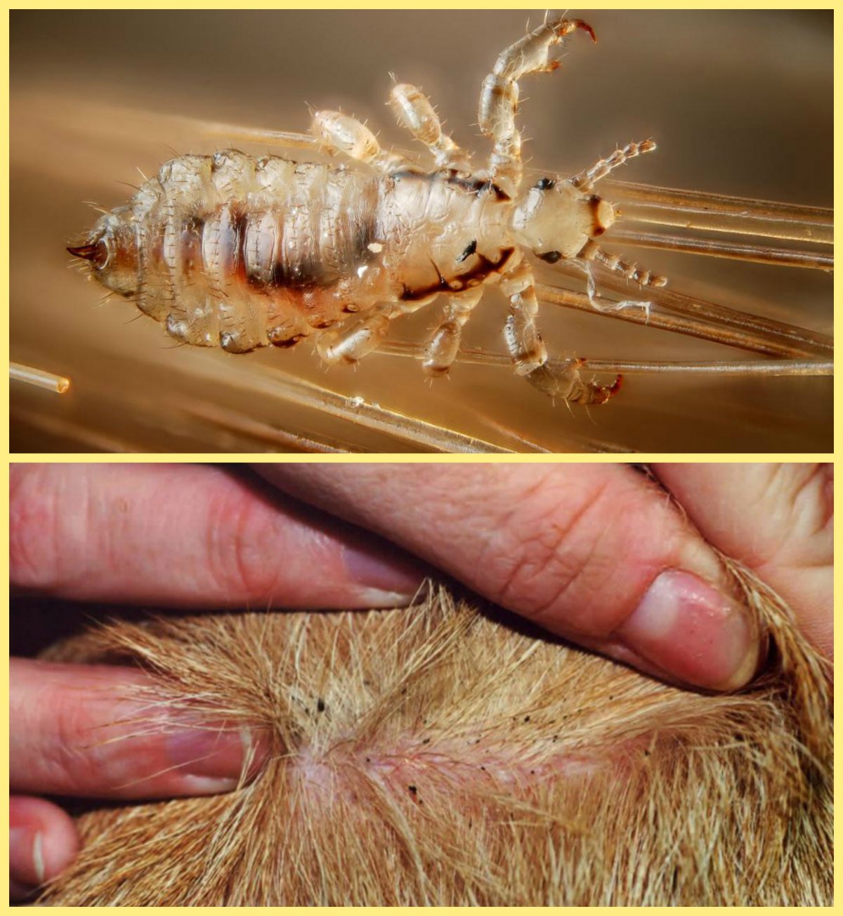 Обыкновенная мухоловка скутигера