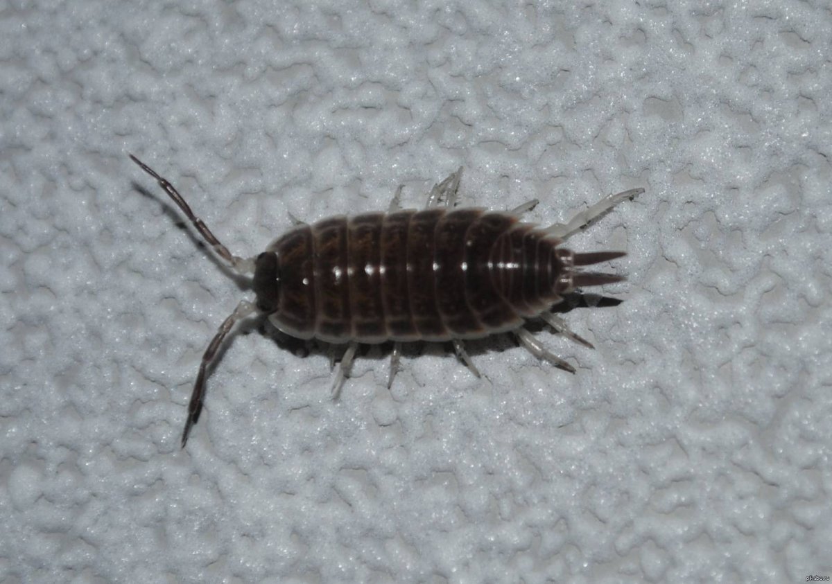 Ковровый кожеед личинки