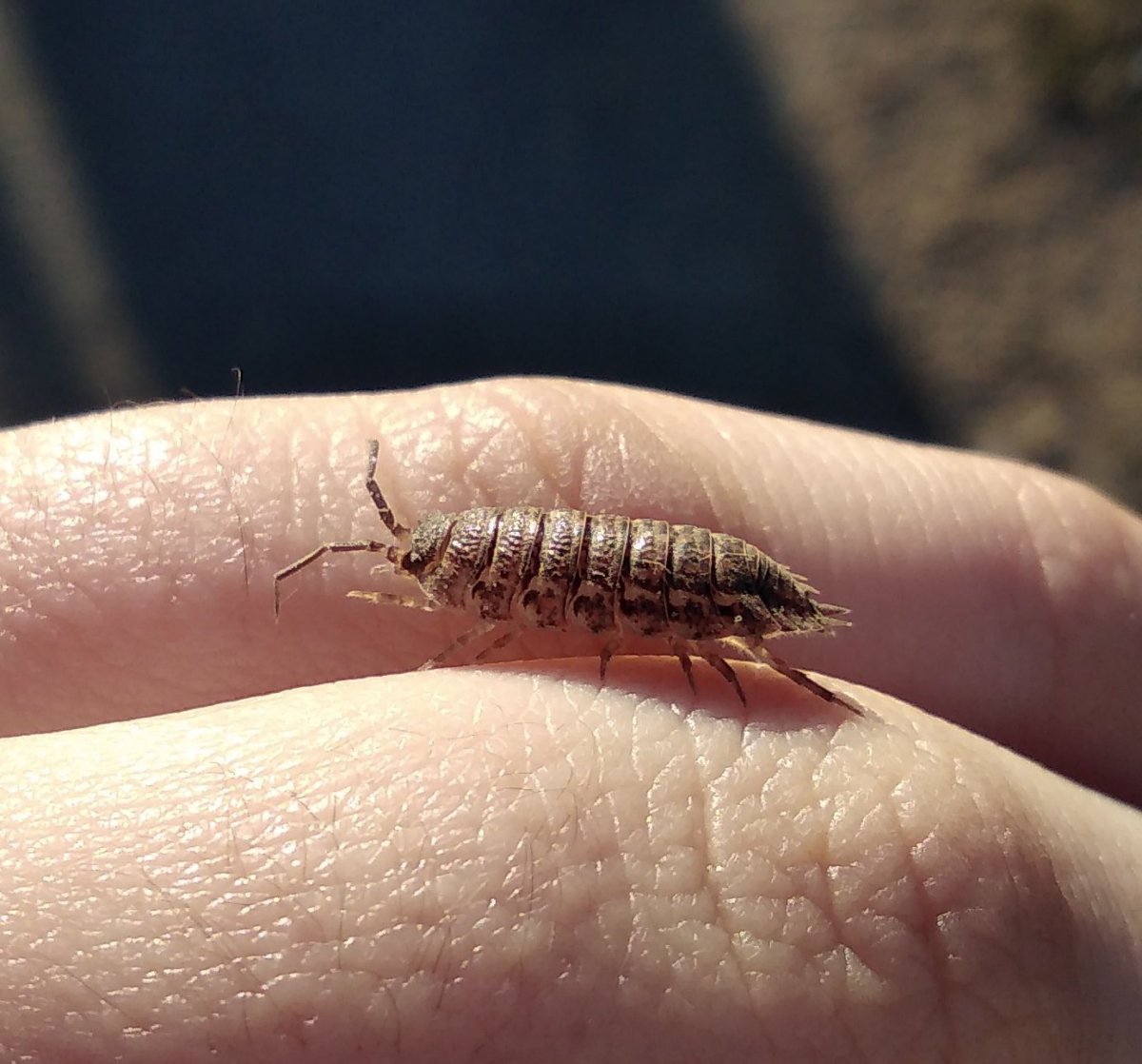 Платяная вошь (Pediculus humanus corporis)