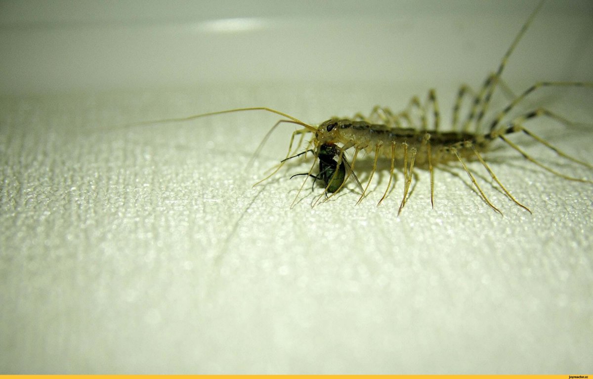 Мокрица чешуйница