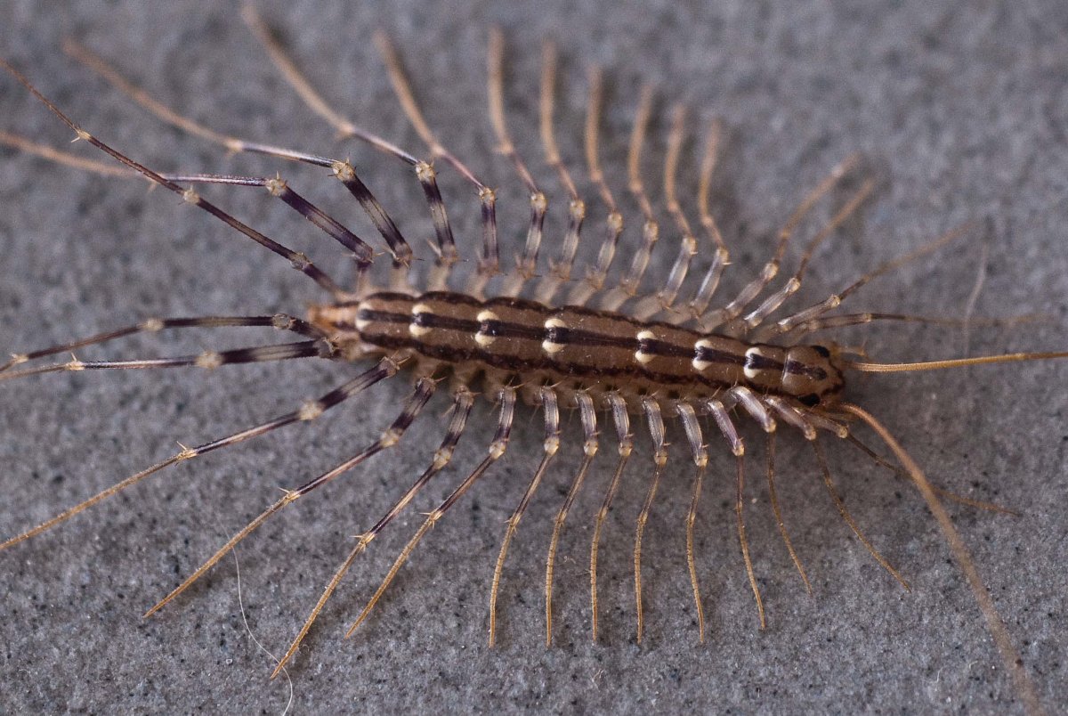 Кровососущие Членистоногие паразиты