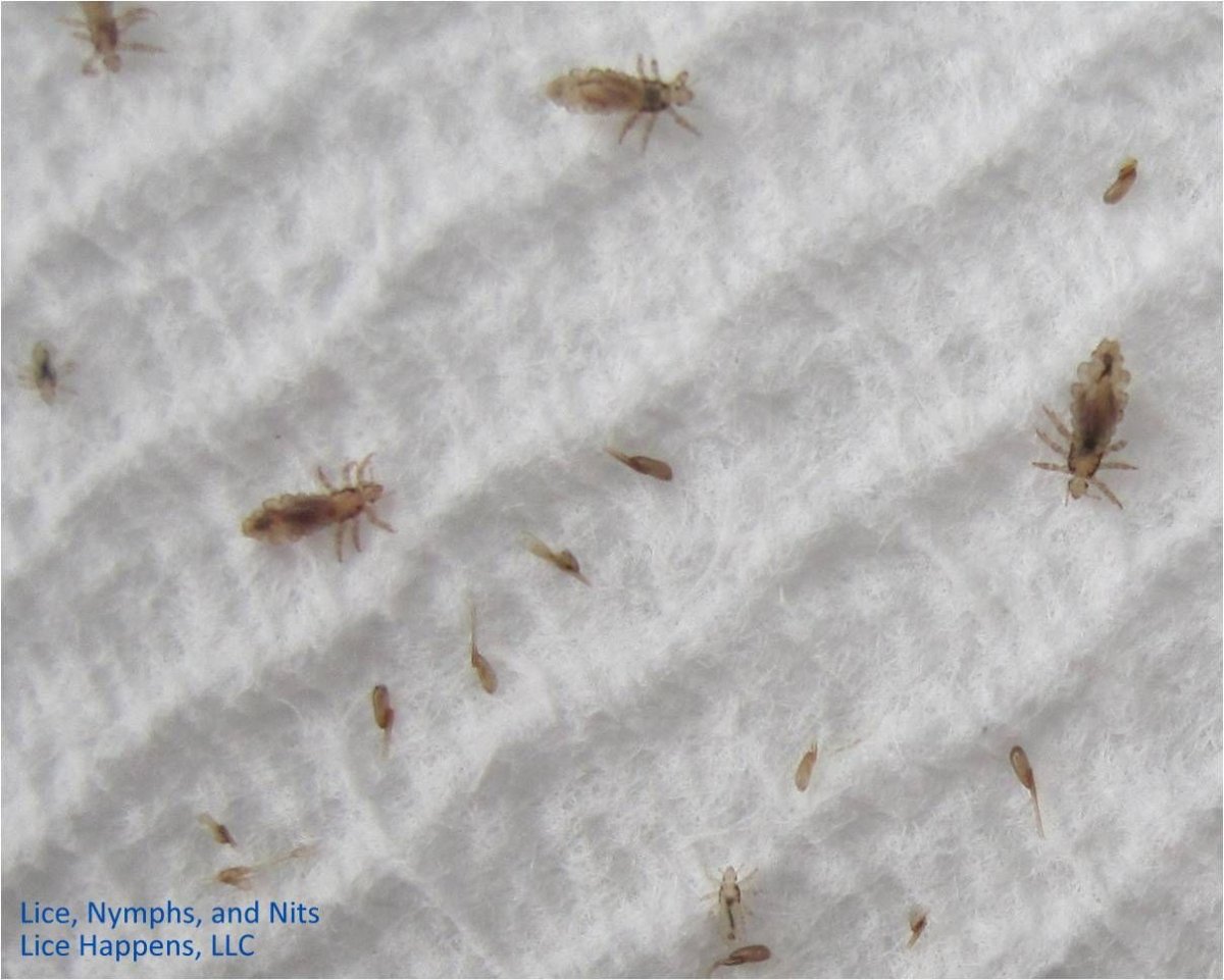 Жук кожеед маленький