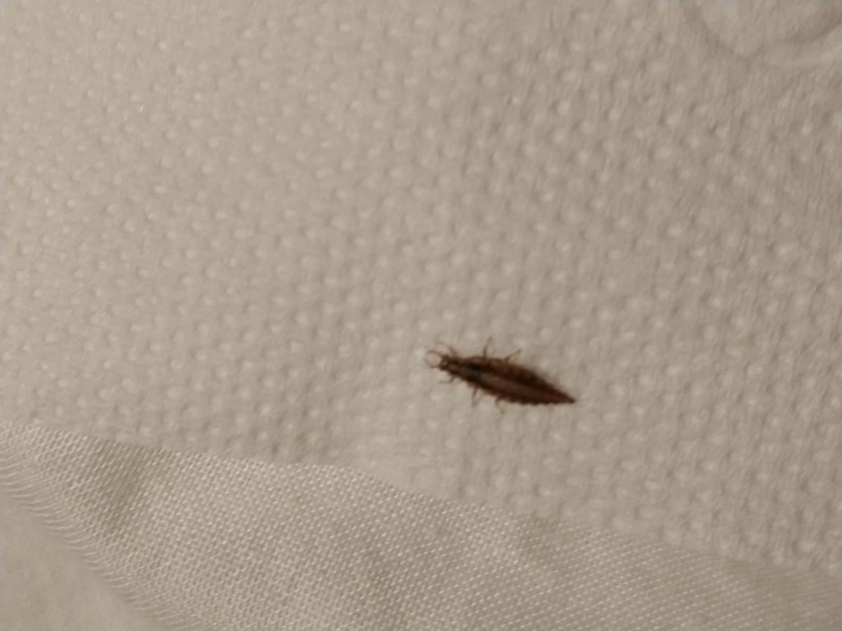 Мокрица обыкновенная насекомое