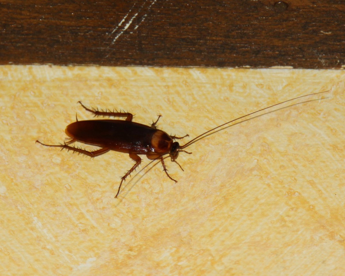 Таракан с короткими усами