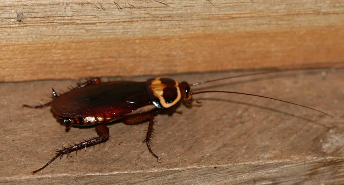 Жук Прусак фото