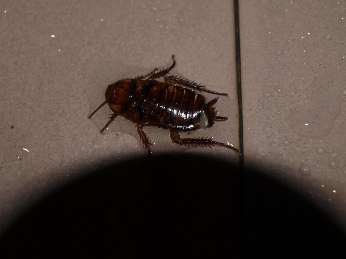 Таракан вредное насекомое