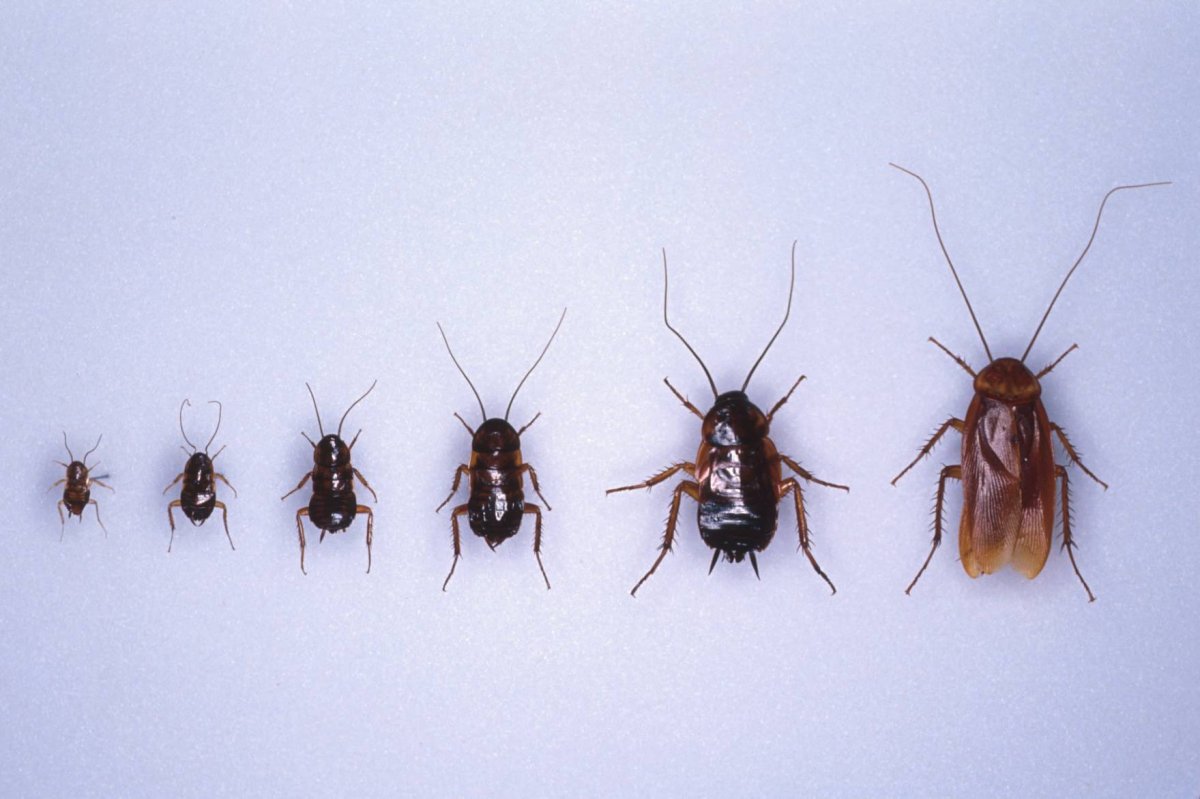 Таракан большой коричневый