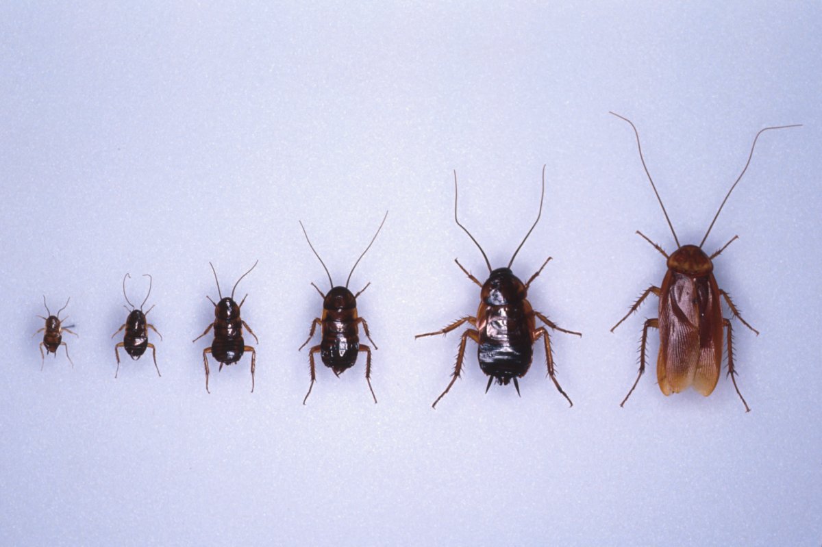 Контейнер с яйцами тараканов