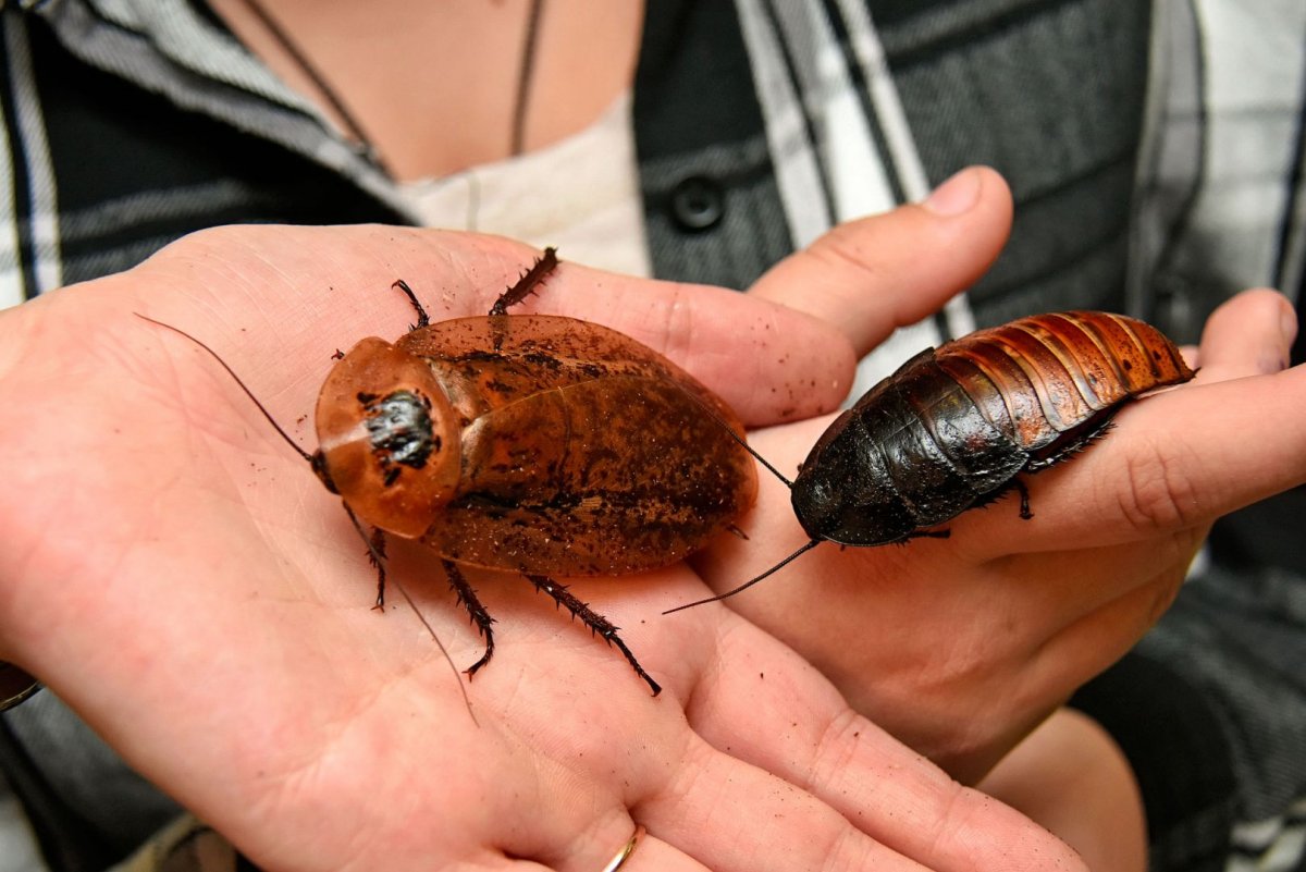 Коричневополосый таракан