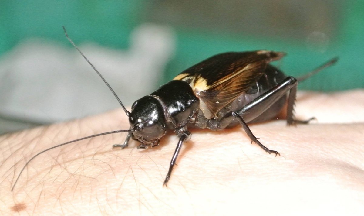 Лапки таракана