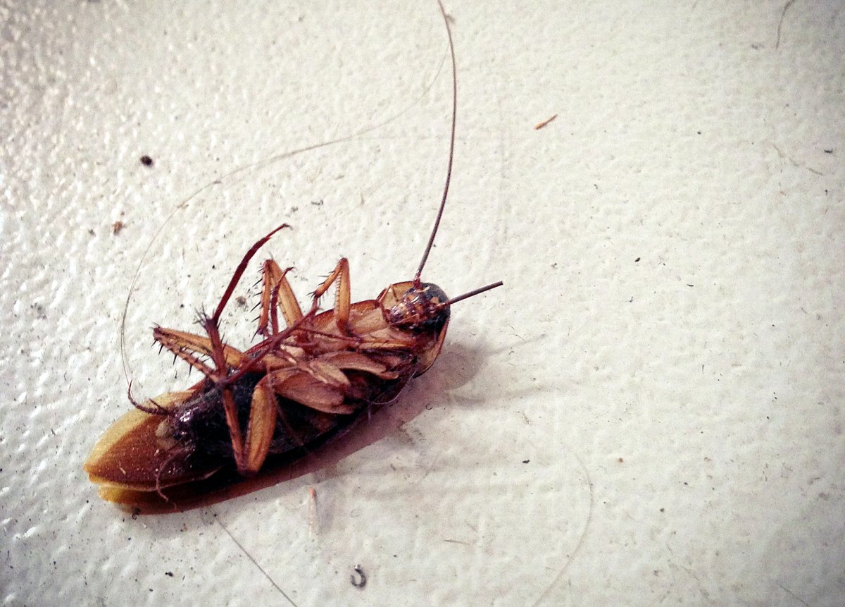 Таракан таракан