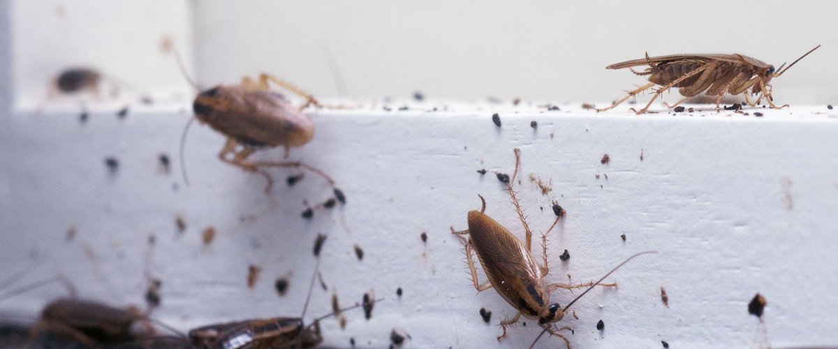 Тараканы в квартире