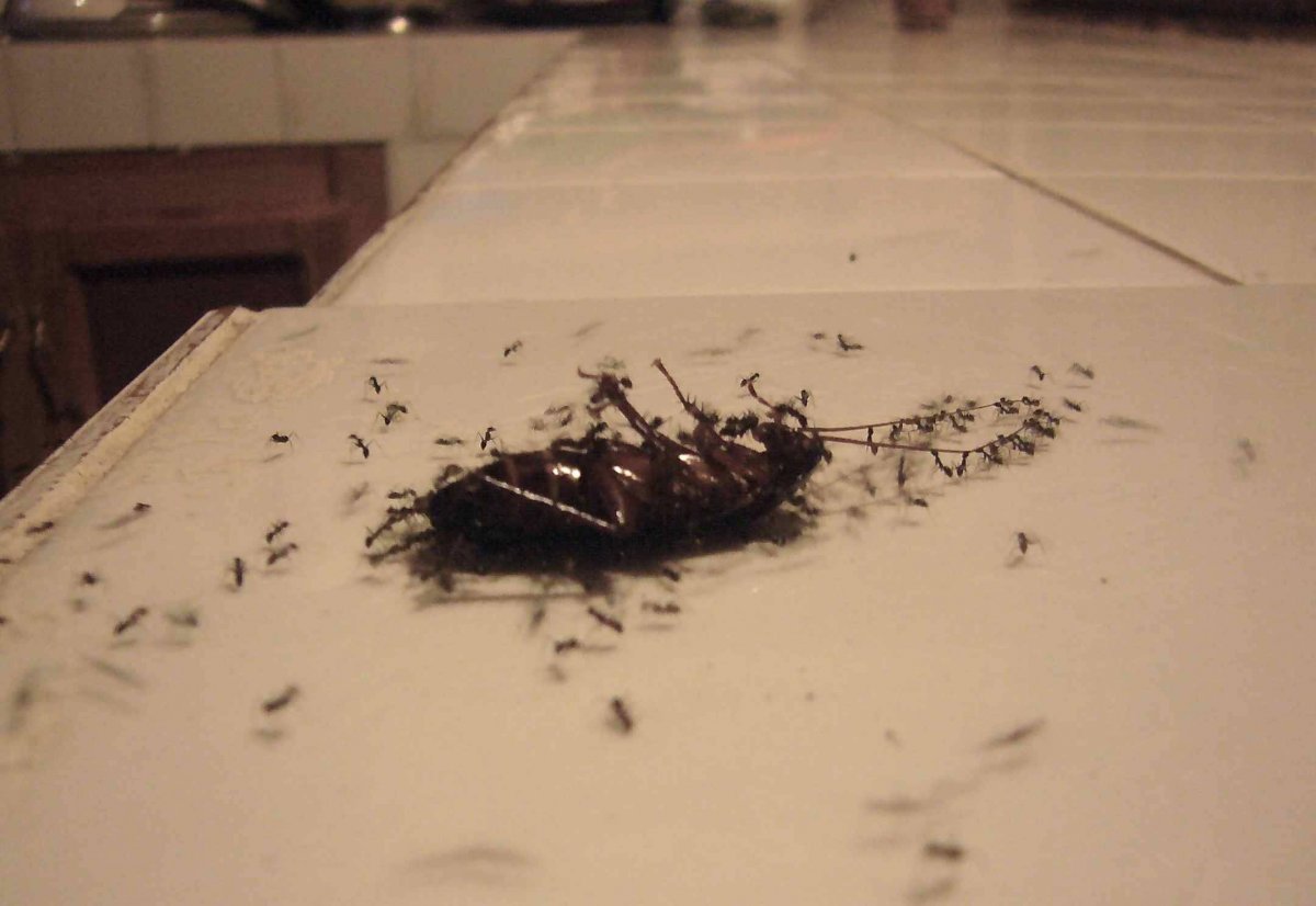 Тараканы маленькие коричневые