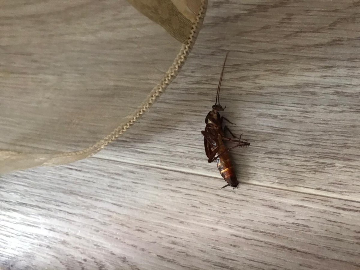 Маленькие черные насекомые в квартире