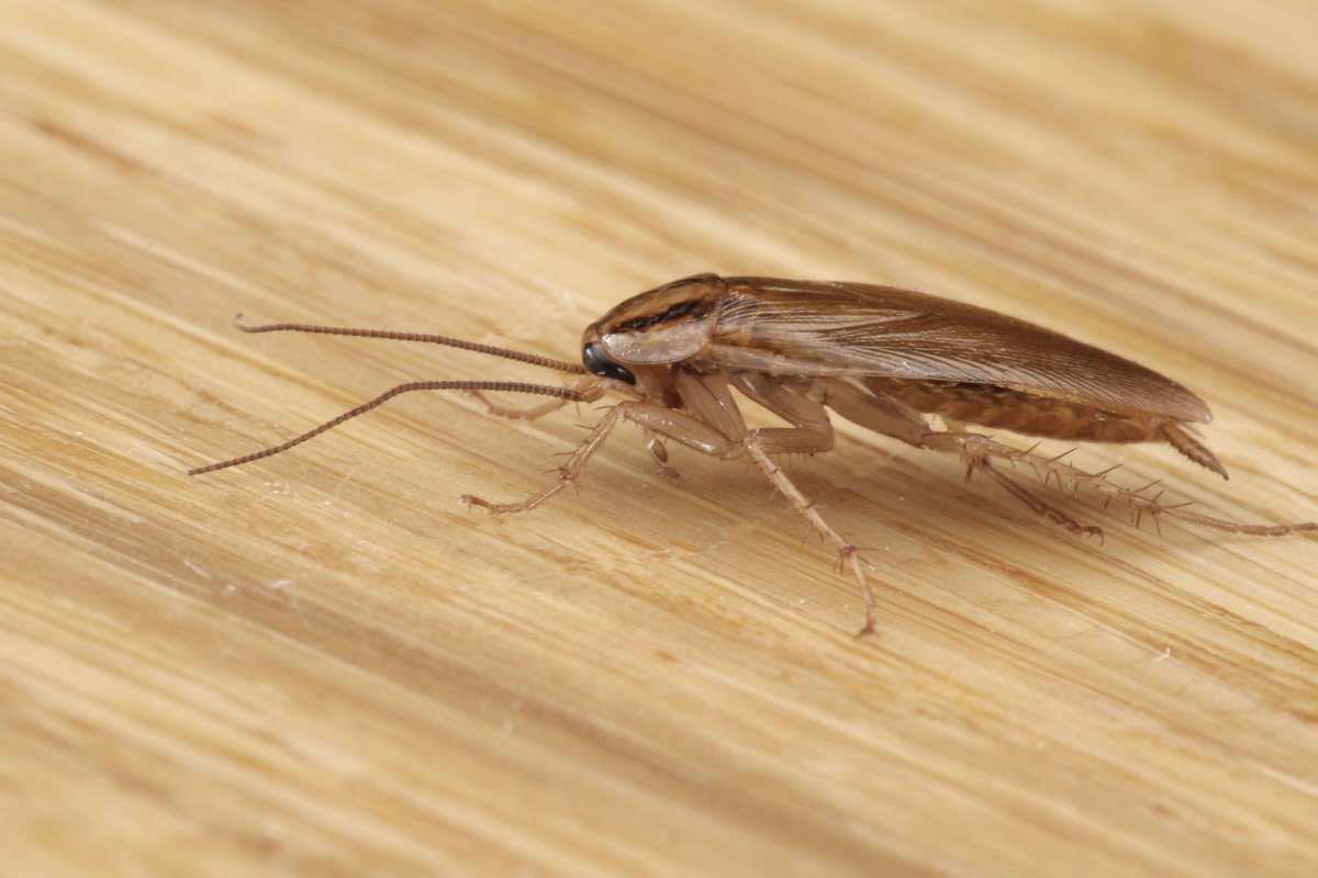 Нимфа Прусак таракан Прусак