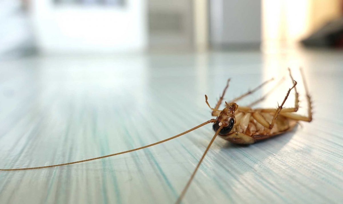 Нашествие тараканов фильм 2000