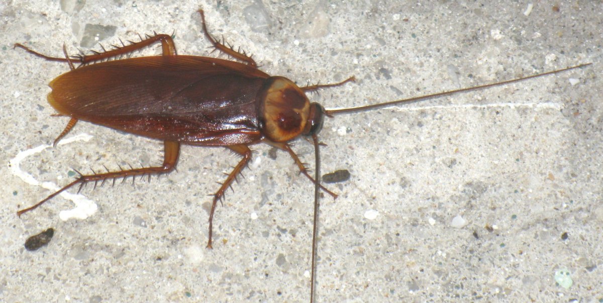 Мадагаскарский шипящий таракан