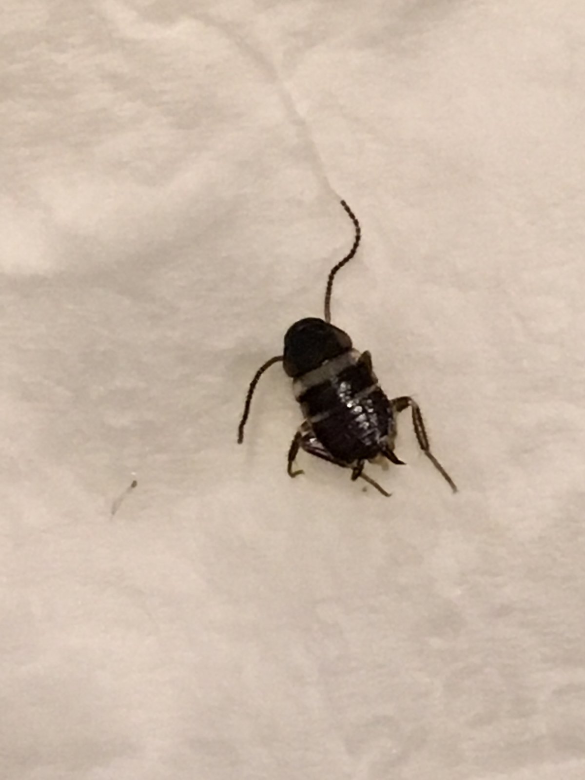 Таракан с длинными усами