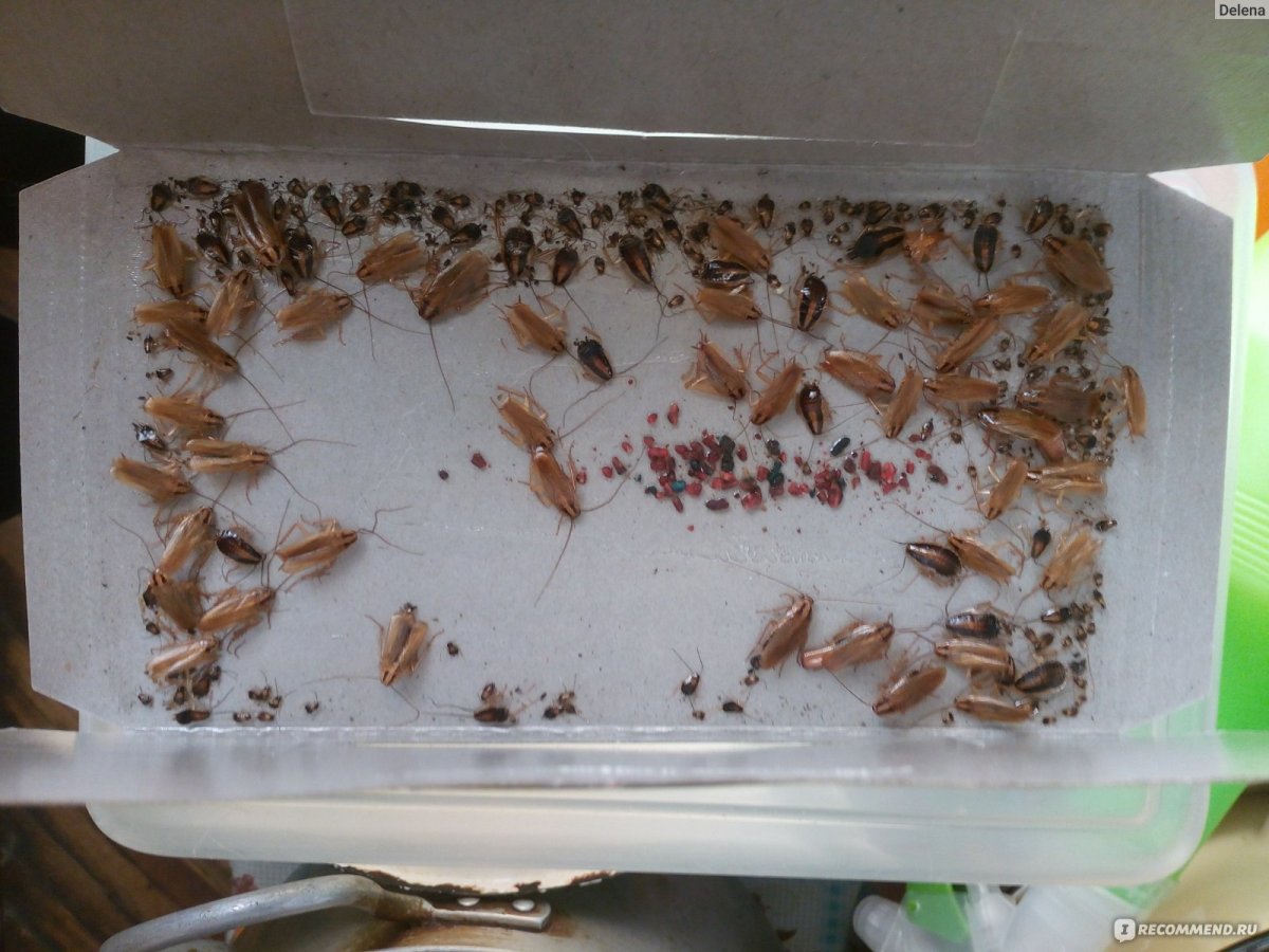 Стая тараканов