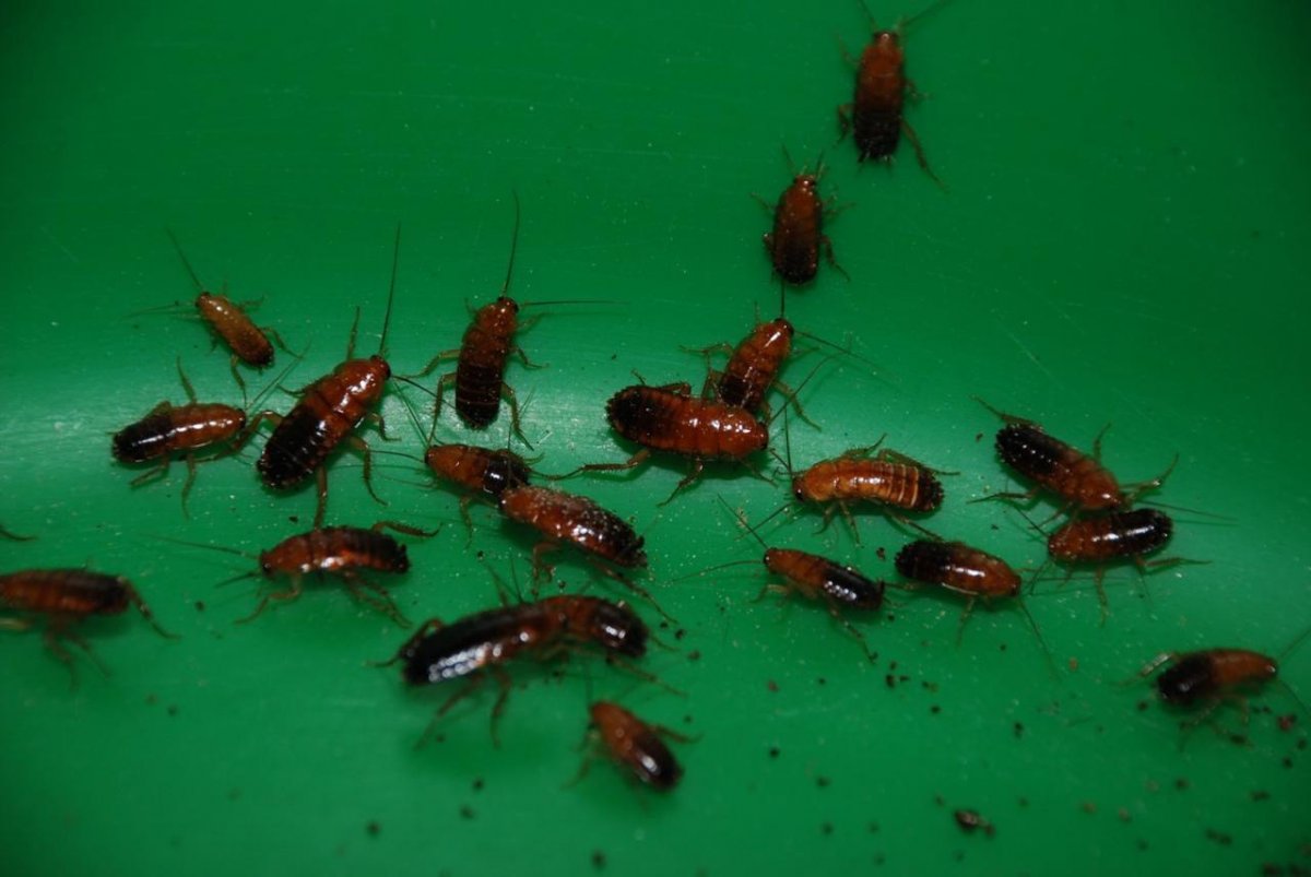 Рыжий таракан Прусак