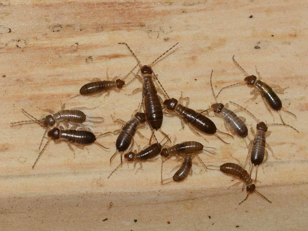 Сверчок гриллюс бимакулятус