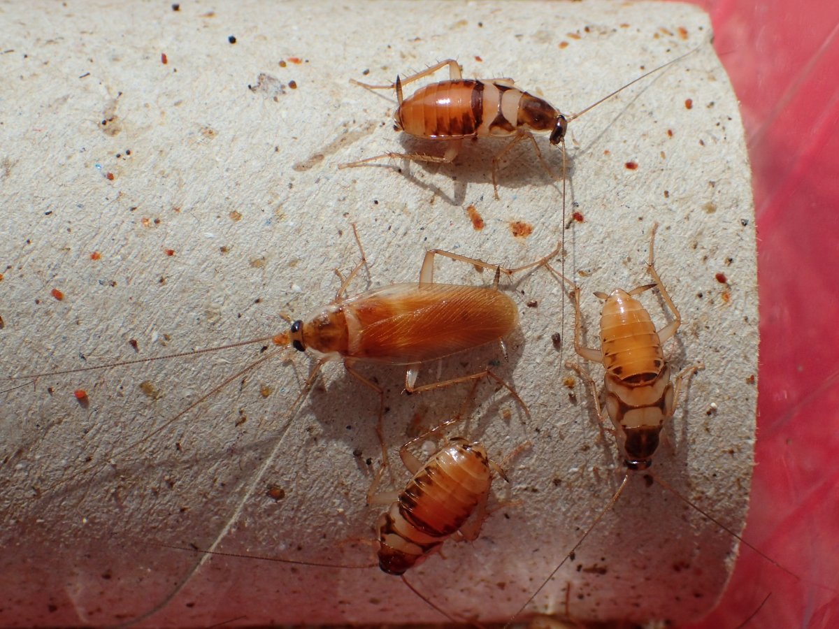 Личинка мокрицы