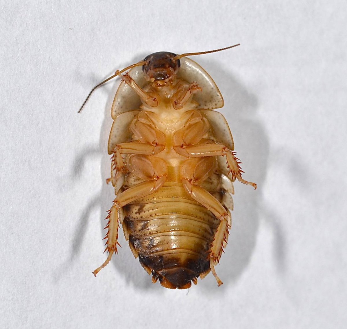 Самый гигантский Жук в мире