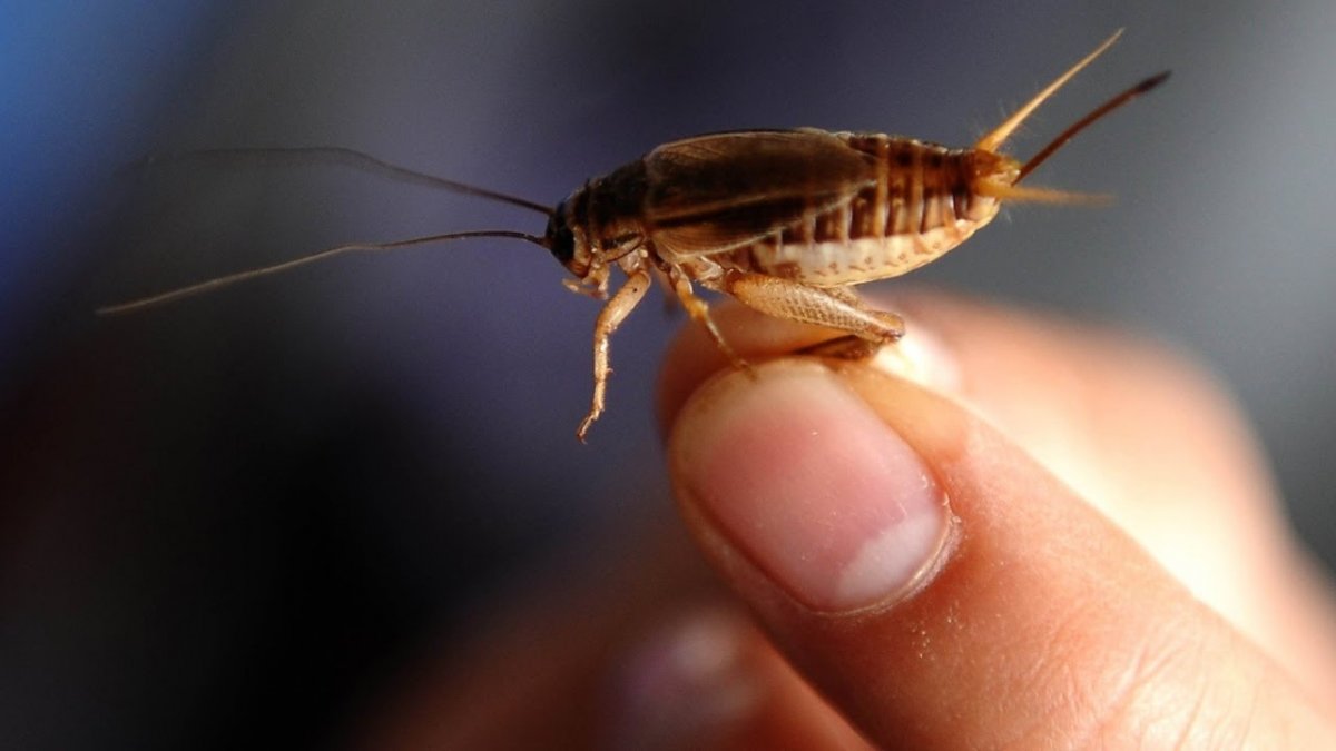 Сверчок домовый