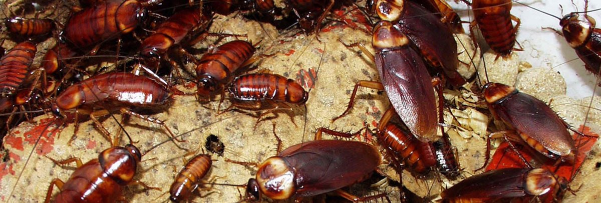 Supella longipalpa (f.) - мебельный таракан