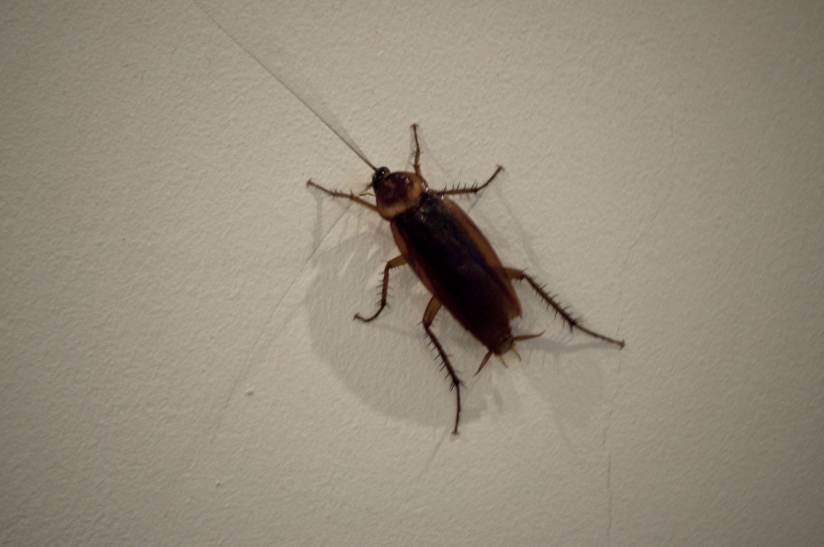 Уничтожитель тараканов