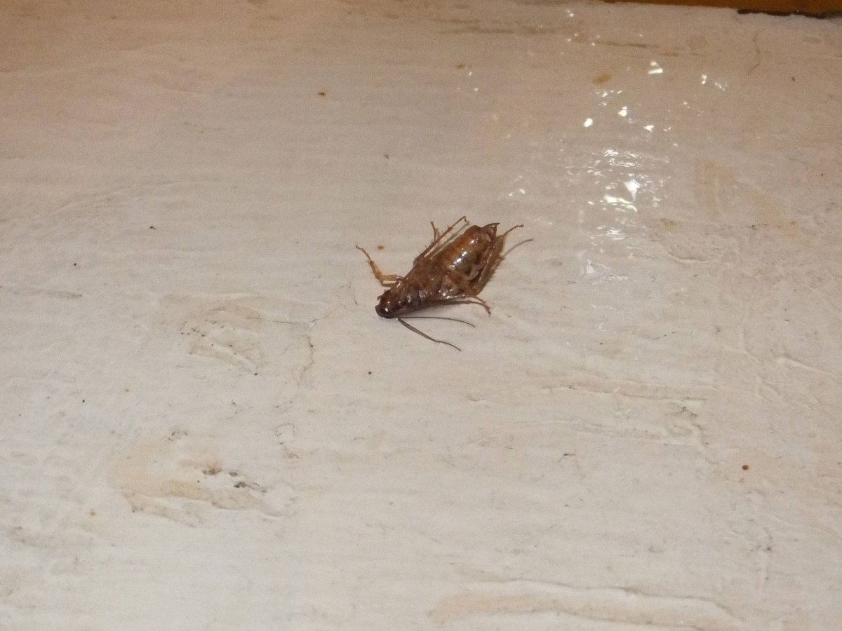 Туркменский таракан Имаго