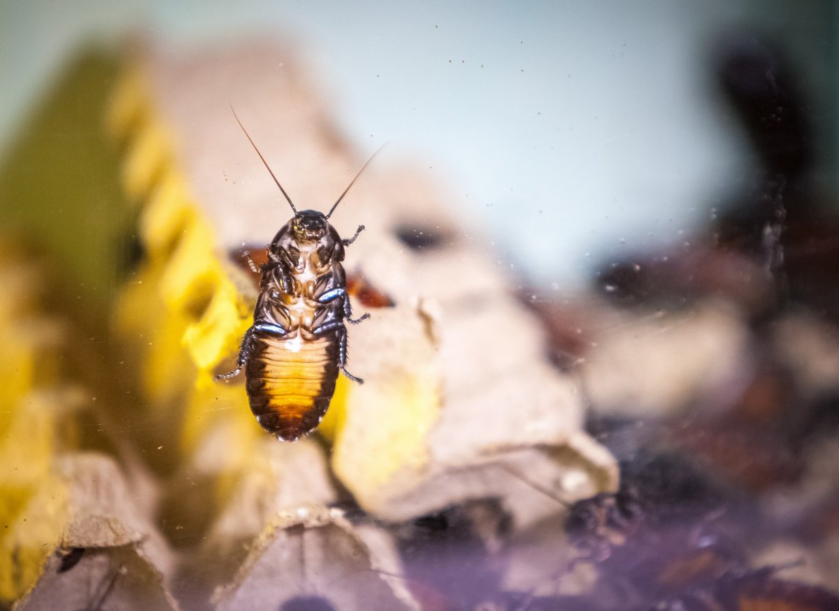 Нимфа Прусак таракан Прусак