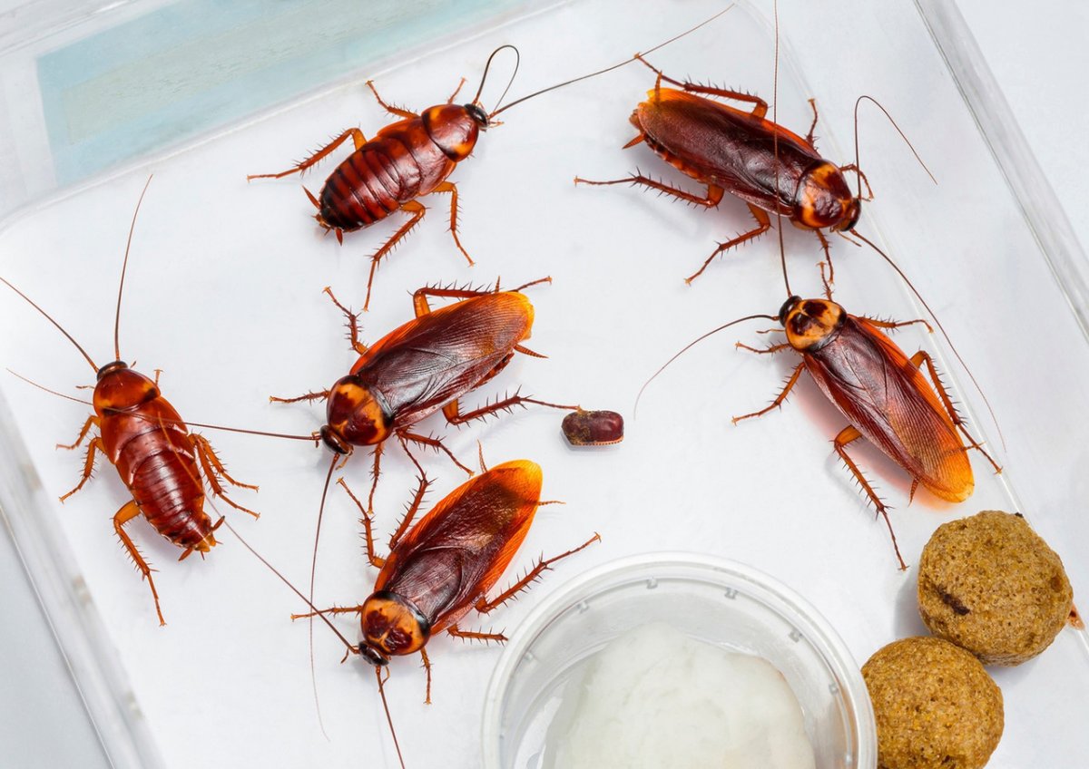 Жук таракан черный маленький