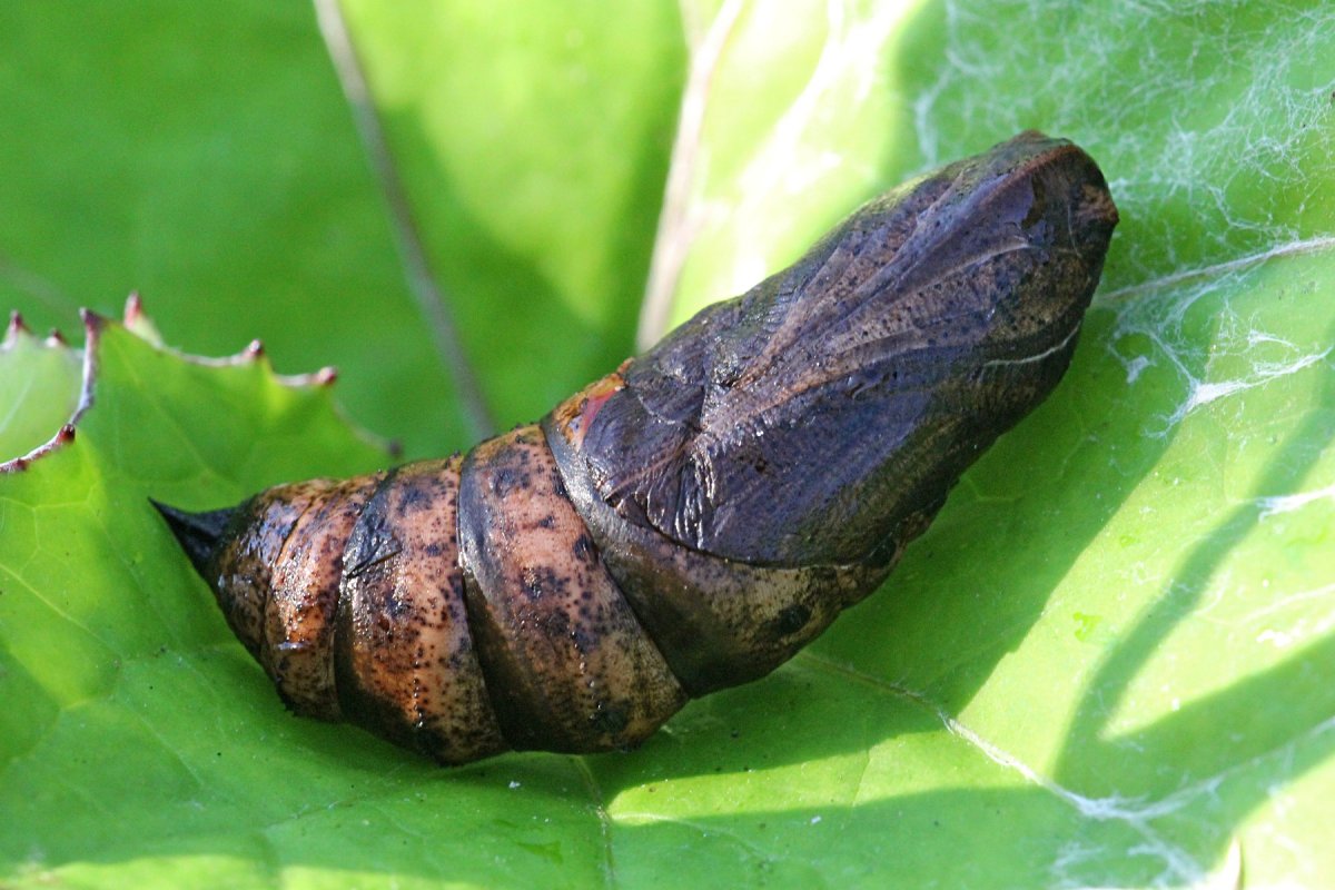 Личинка Стрекозы (Libellulidae) отряд