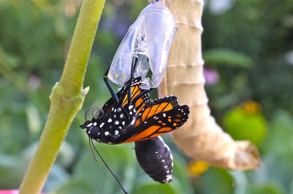 Кокон бабочки крапивницы