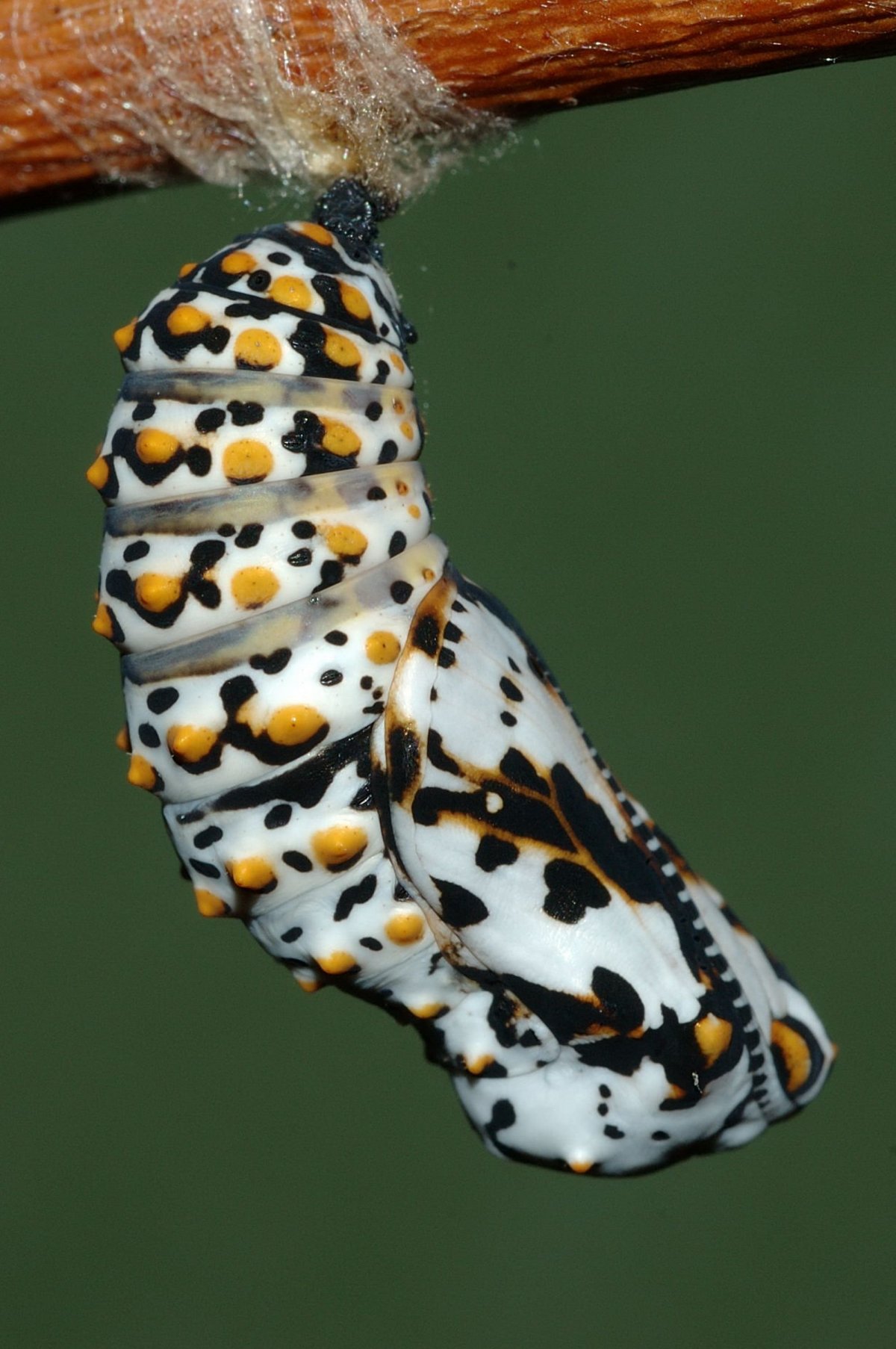 Кокон бабочки Монарх