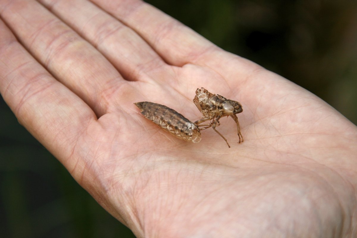 Гусеница Cerura vinula бабочка