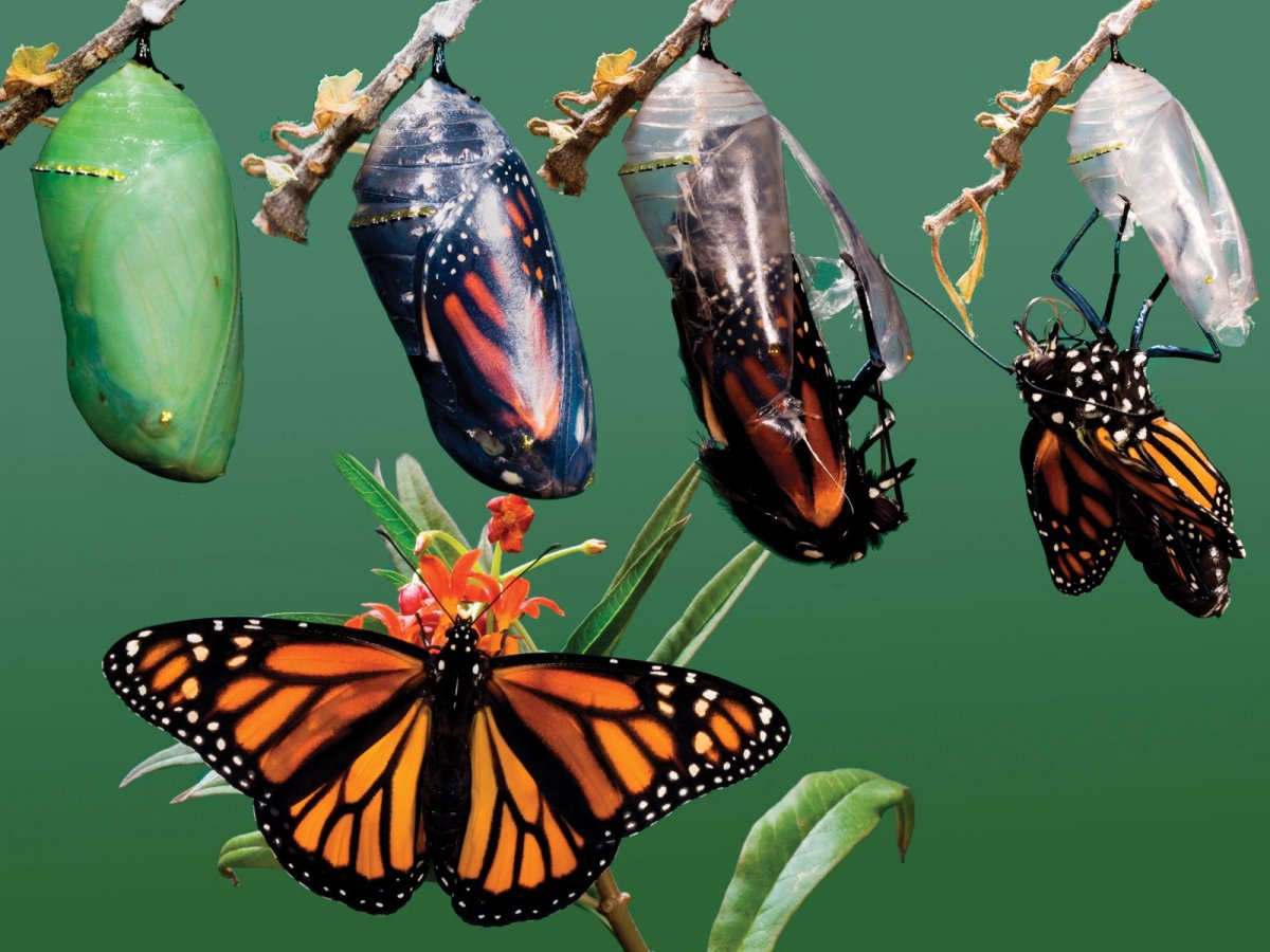 Насекомые гусеница